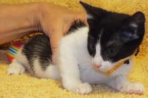 Picture of Brunhilde