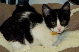 Picture of Brunhilde
