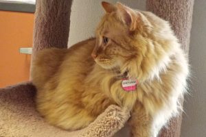 Picture of Cheyenne
