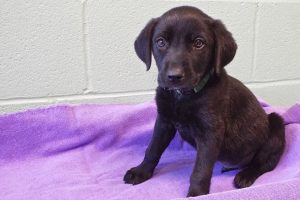 Picture of Comet