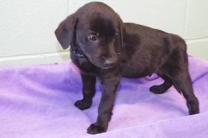 Picture of Dasher