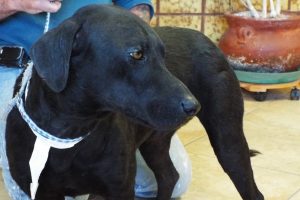 Picture of Dudley