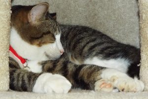 Picture of Emmett