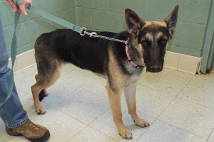 Picture of Hachi