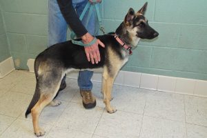 Picture of Hachi