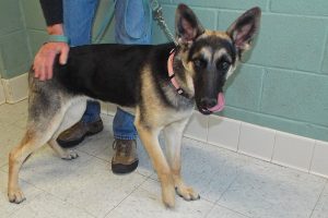 Picture of Hachi