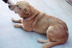 Picture of Maggie
