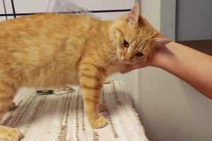 Picture of Merry