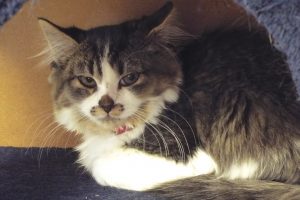 Picture of Milly