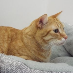 Picture of Oliver