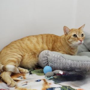 Picture of Oliver