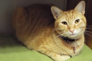 Picture of Oliver