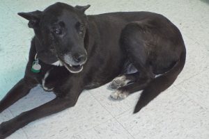 Picture of Roscoe