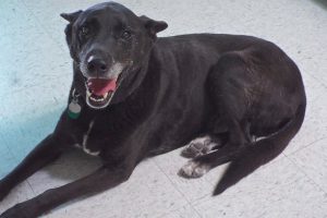 Picture of Roscoe
