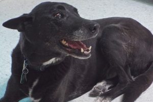 Picture of Roscoe