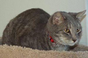 Picture of Smoke