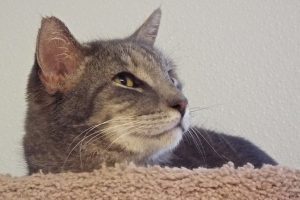 Picture of Smoke