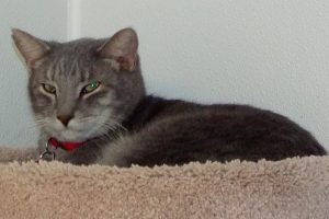 Picture of Smoke