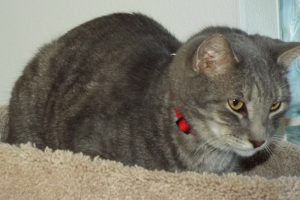 Picture of Smoke