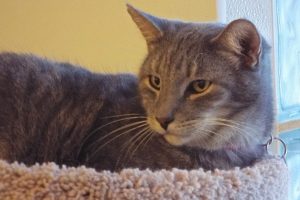 Picture of Smoke