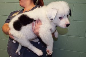 Picture of Snowy