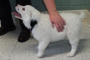 Picture of Snowy