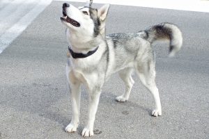 Picture of Starry