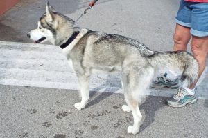 Picture of Starry