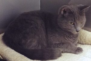 Picture of Storm Cat