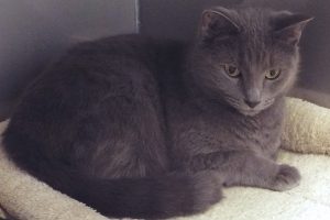 Picture of Storm Cat