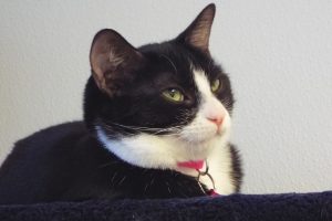 Picture of Tess