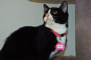 Picture of Tess