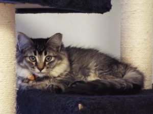 Picture of Willy