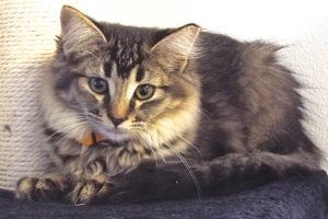Picture of Willy