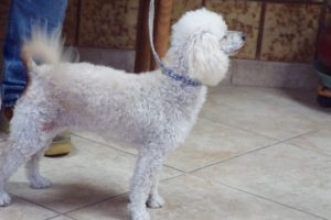 Picture of Alli