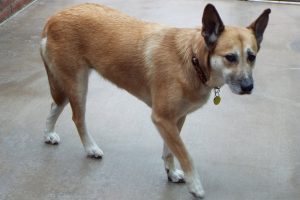 Picture of Buttercup