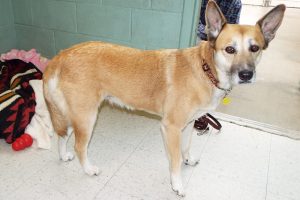 Picture of Buttercup