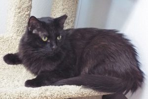 Picture of Camper