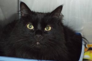 Picture of Coco