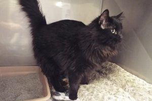 Picture of Coco