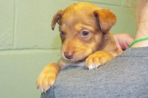 Picture of Firecracker