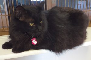 Picture of Fluffy