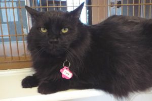 Picture of Fluffy