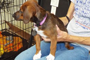 Picture of Gretel