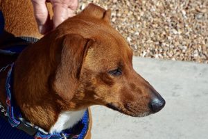 Picture of Hansel