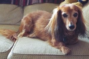 Picture of Hercules