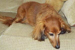 Picture of Hercules