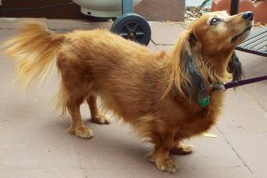 Picture of Hercules