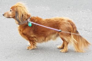 Picture of Hercules
