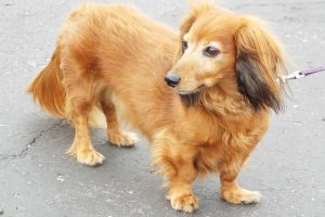 Picture of Hercules